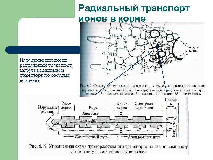 Ближний транспорт. Радиальное перемещение ионов в корне. Радиальный транспорт ионов в корне. Радиальный транспорт воды в растении. Радиальный транспорт воды в корне.