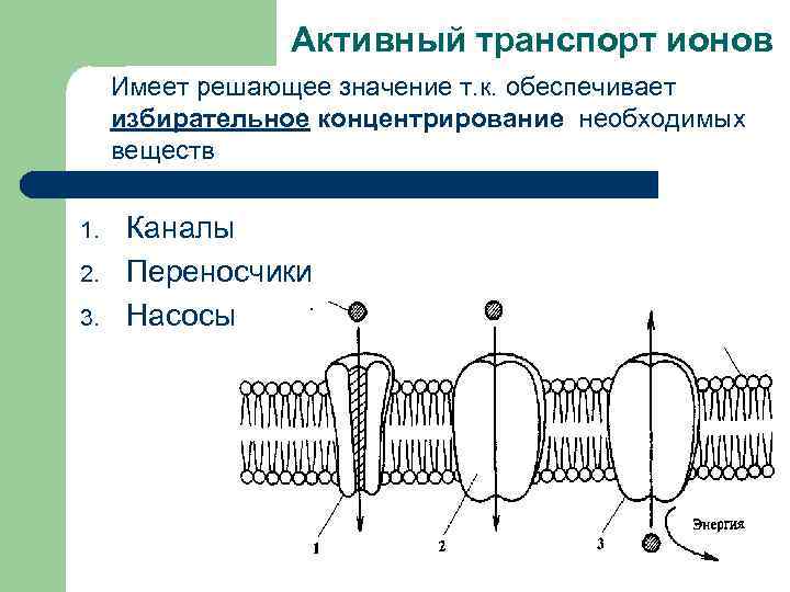 Виды ионного транспорта. Активный транспорт ионов через мембрану. Понятие об активном транспорте ионов через биологические мембраны. Каковы характеристики активного транспорта ионов через мембрану?. Активный транспорт ионов в клетку.