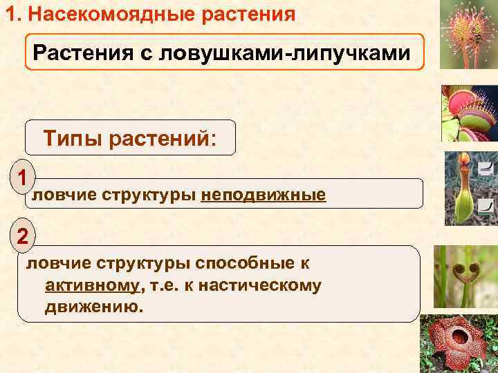 1. Насекомоядные растения Растения с ловушками-липучками Типы растений: 1 ловчие структуры неподвижные 2 ловчие