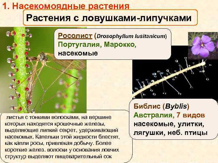 1. Насекомоядные растения Растения с ловушками-липучками Росолист (Drosophyllum lusitanicum) Португалия, Марокко, насекомые листья с