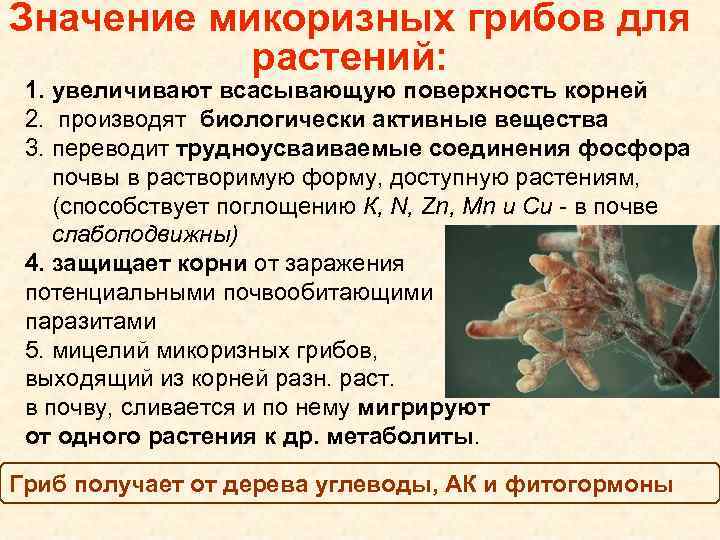 Значение микоризных грибов для растений: 1. увеличивают всасывающую поверхность корней 2. производят биологически активные