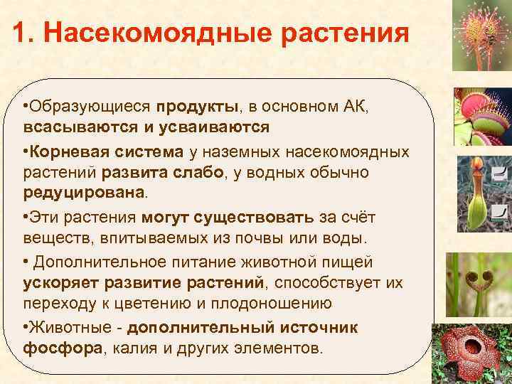 1. Насекомоядные растения • Образующиеся продукты, в основном АК, всасываются и усваиваются • Корневая