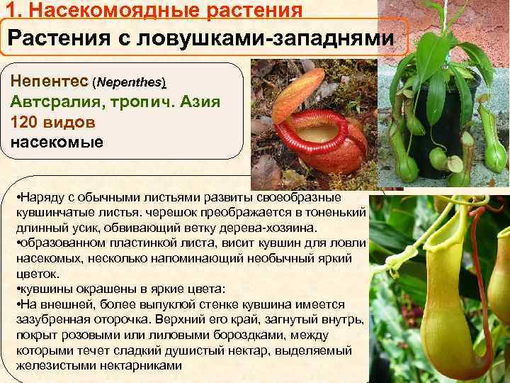 1. Насекомоядные растения Растения с ловушками-западнями Непентес (Nepenthes) Автсралия, тропич. Азия 120 видов насекомые