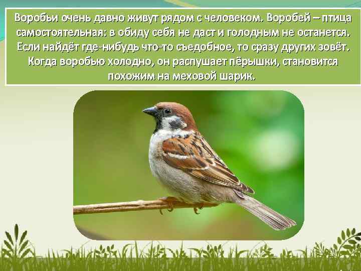 Воробьи очень давно живут рядом с человеком. Воробей – птица самостоятельная: в обиду себя