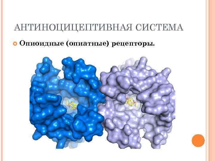 АНТИНОЦИЦЕПТИВНАЯ СИСТЕМА Опиоидные (опиатные) рецепторы. 