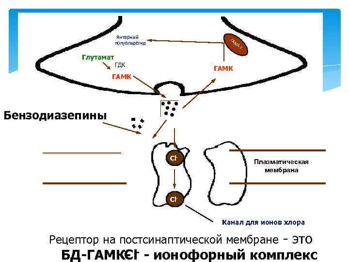 Янтарный полуальдегид ГА М К- Т Глутамат ГДК ГАМК Бензодиазепины Cl- Плазматическая мембрана Cl.