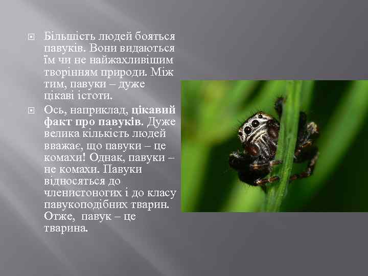  Більшість людей бояться павуків. Вони видаються їм чи не найжахливішим творінням природи. Між