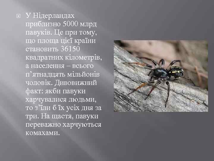  У Нідерландах приблизно 5000 млрд павуків. Це при тому, що площа цієї країни