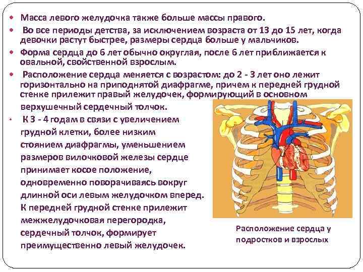 Особенности сердечно сосудистой системы