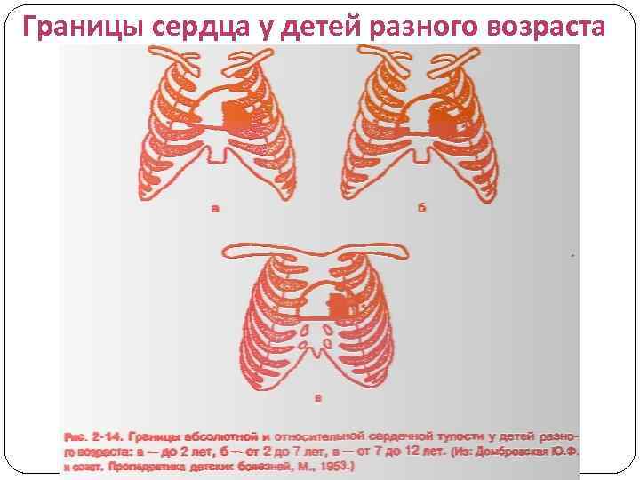 Границы сердца у детей разного возраста 