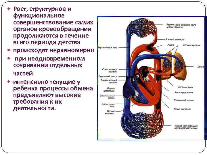 Афо органов кровообращения презентация