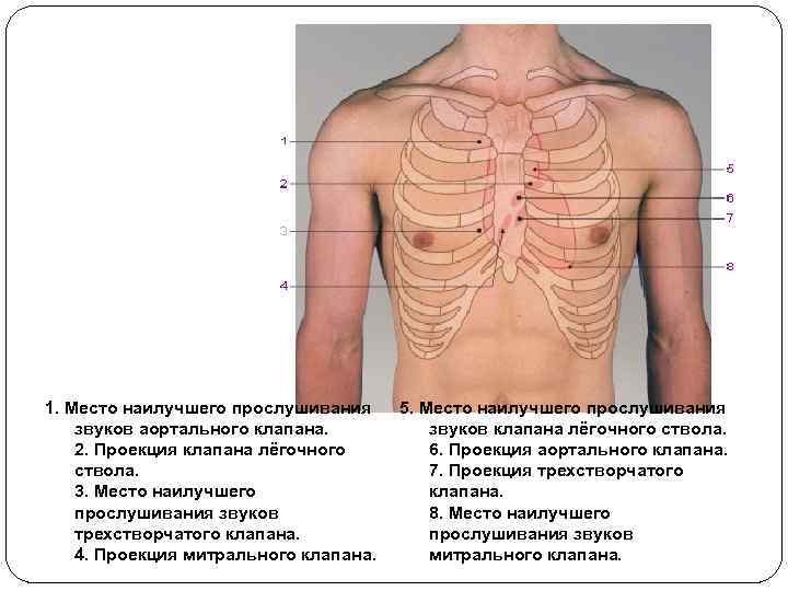 1. Место наилучшего прослушивания звуков аортального клапана. 2. Проекция клапана лёгочного ствола. 3. Место