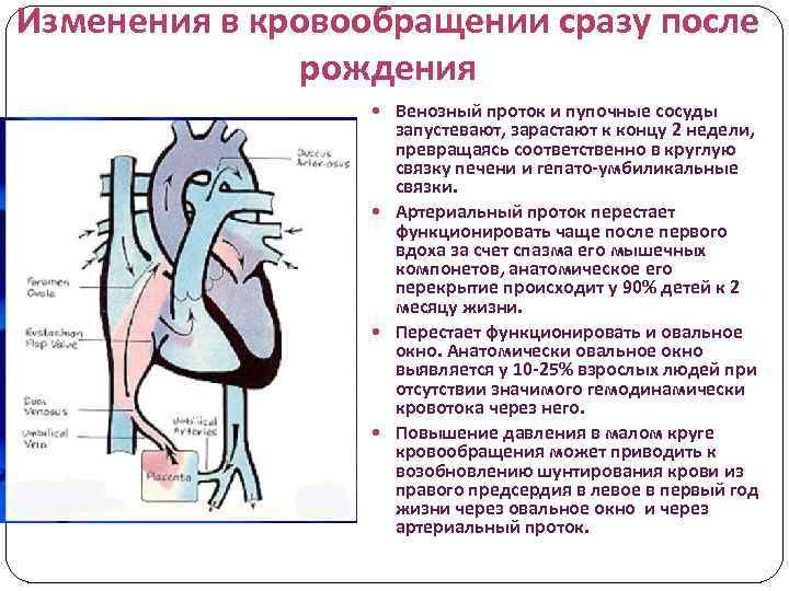 Кровообращение после. Кровообращение плода и его изменения после рождения. Кровообращение плода кровообращение после рождения. Перестройка гемодинамики после рождения. Изменения в системе кровообращения после рождения.