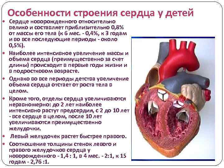 Сколько весит искусственный левый желудочек. Особенности строения сердца новорожденного. Сердечно-сосудистая система у детей. Строение сердца для детей. Анатомо-физиологические особенности строения сердца.