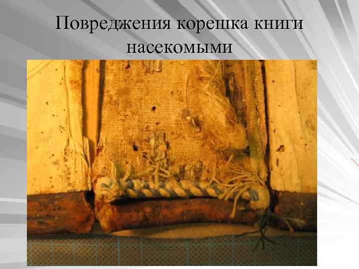 Повреджения корешка книги насекомыми 