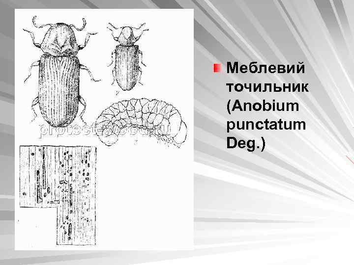Меблевий точильник (Anobium punctatum Deg. ) 