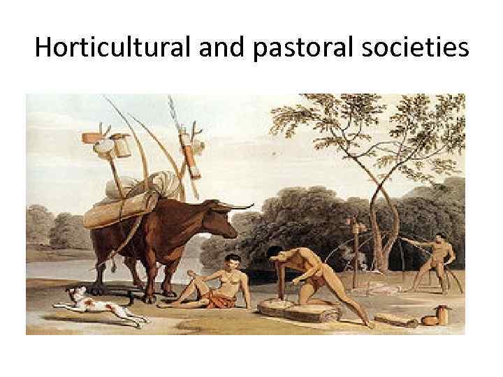 Horticultural and pastoral societies 