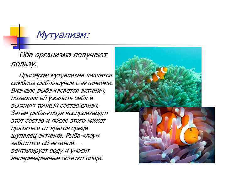 Отношения рыбы клоуна и актинии. Рыба клоун и актиния симбиоз. Симбиоз рыбок клоунов и актинии. Примеры мутуализма рыба клоун. Симбиоз мутуализм комменсализм.