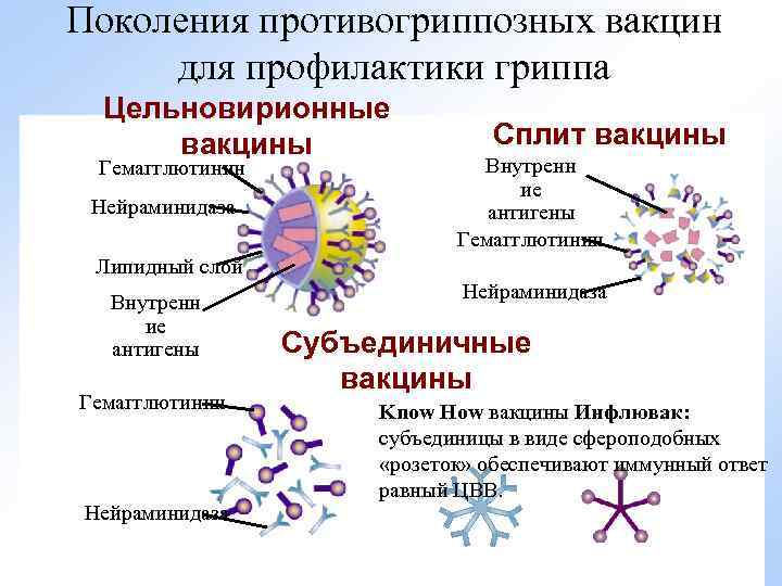 Поколения противогриппозных вакцин для профилактики гриппа Цельновирионные вакцины Гемагглютинин Нейраминидаза Сплит вакцины Внутренн ие