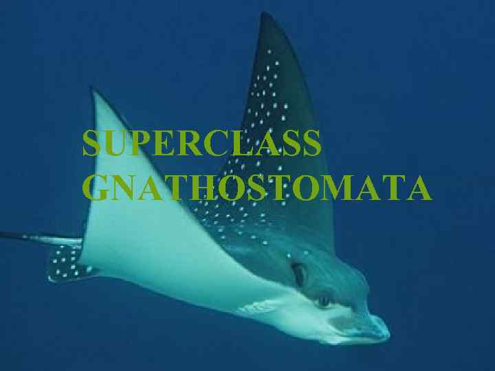 SUPERCLASS GNATHOSTOMATA 