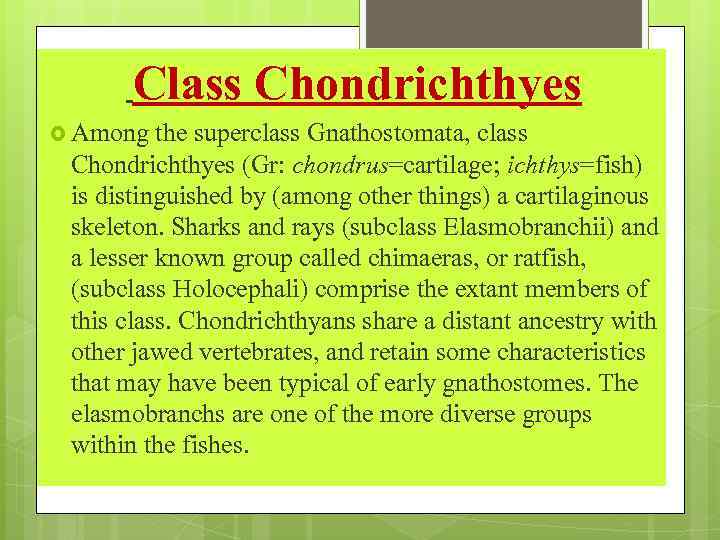 Class Chondrichthyes Among the superclass Gnathostomata, class Chondrichthyes (Gr: chondrus=cartilage; ichthys=fish) is distinguished by