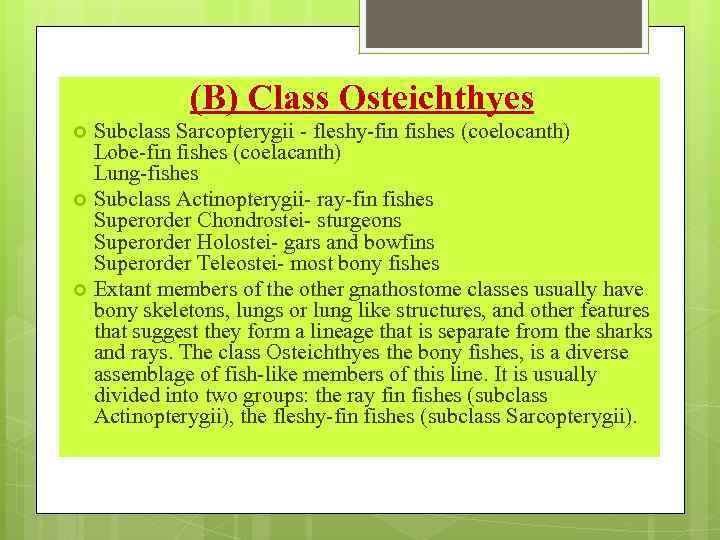 (B) Class Osteichthyes Subclass Sarcopterygii - fleshy-fin fishes (coelocanth) Lobe-fin fishes (coelacanth) Lung-fishes Subclass