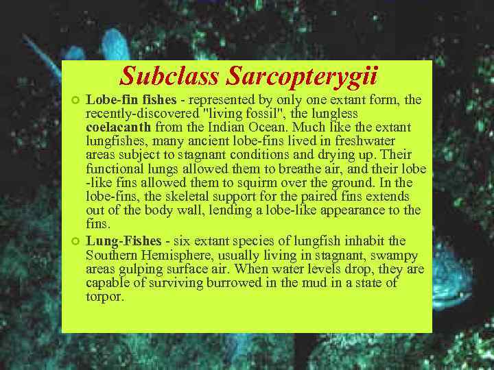 Subclass Sarcopterygii Lobe-fin fishes - represented by only one extant form, the recently-discovered 