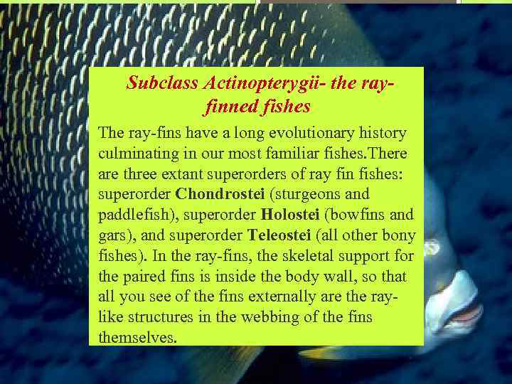 Subclass Actinopterygii- the rayfinned fishes The ray-fins have a long evolutionary history culminating in