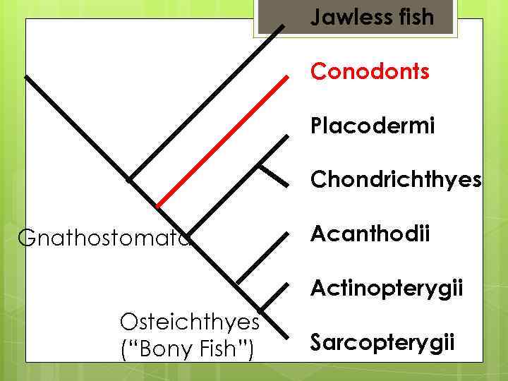 Jawless fish Conodonts Placodermi Chondrichthyes Gnathostomata Acanthodii Actinopterygii Osteichthyes (“Bony Fish”) Sarcopterygii 