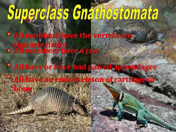 All members have the vertebrate characteristics All members have a jaw All have or