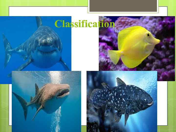 Classification 