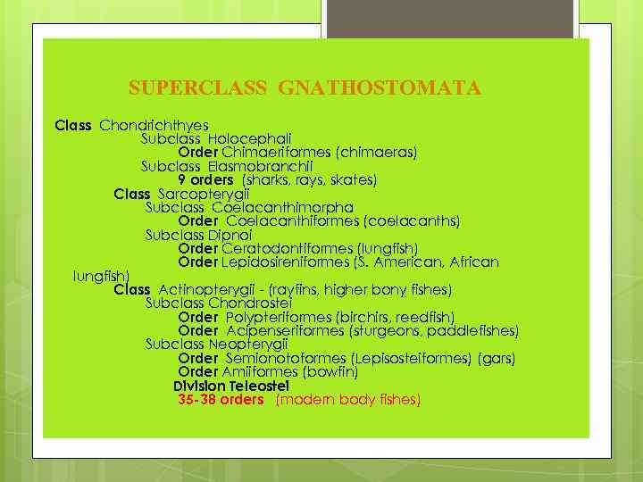 SUPERCLASS GNATHOSTOMATA Class Chondrichthyes Subclass Holocephali Order Chimaeriformes (chimaeras) Subclass Elasmobranchii 9 orders (sharks,