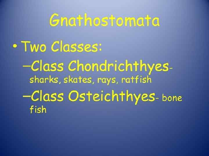 Superclass Gnathostomata Gnathostomes Jawed Fishes Gnathostomes Or