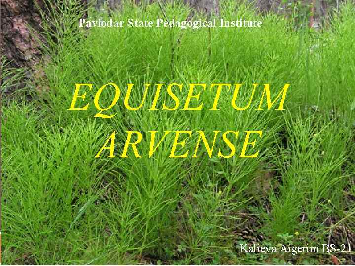 Pavlodar State Pedagogical Institute EQUISETUM ARVENSE Kalieva Aigerim BS-21 