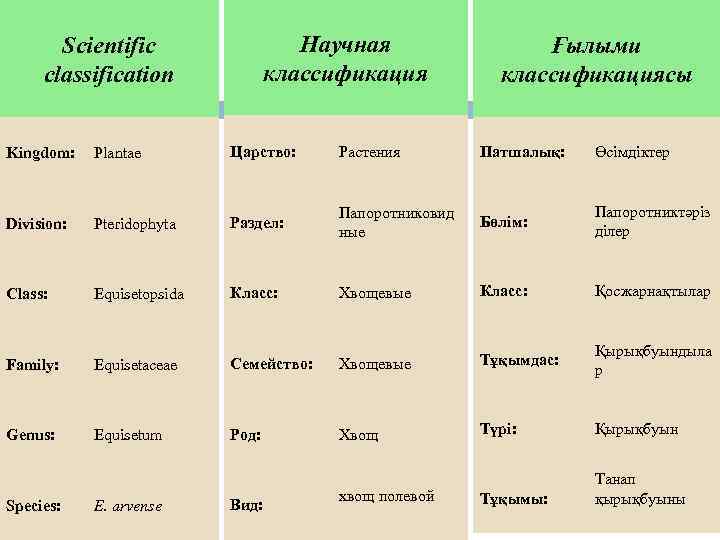 Научная классификация Scientific classification Ғылыми классификациясы Kingdom: Plantae Царство: Растения Патшалық: Өсімдіктер Division: Pteridophyta