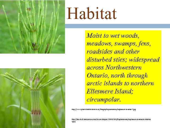 Habitat Moist to wet woods, meadows, swamps, fens, roadsides and other disturbed sties; widespread