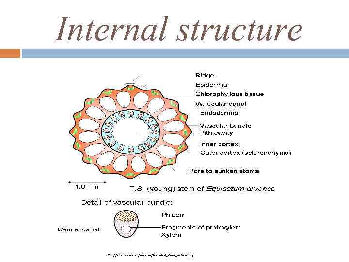 Internal structure http: //cronodon. com/images/horsetail_stem_section. jpg 