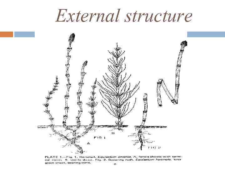 External structure 