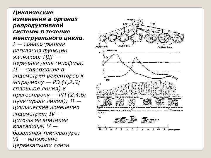 Циклические изменения в органах репродуктивной системы в течение менструального цикла. I — гонадотропная регуляция