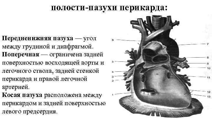 Передний нижний синус перикарда. Передне Нижний синус перикарда. Косая пазуха перикарда (Sinus obliquus pericardii):. Перикард строение синусы. Косой синус перикарда.