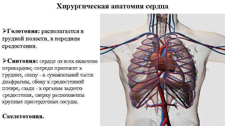 Хирургическая анатомия. Сердце голотопия скелетотопия синтопия. Сердце анатомия голотопия скелетотопия. Топография сердца голотопия. Хирургическая анатомия сердца.