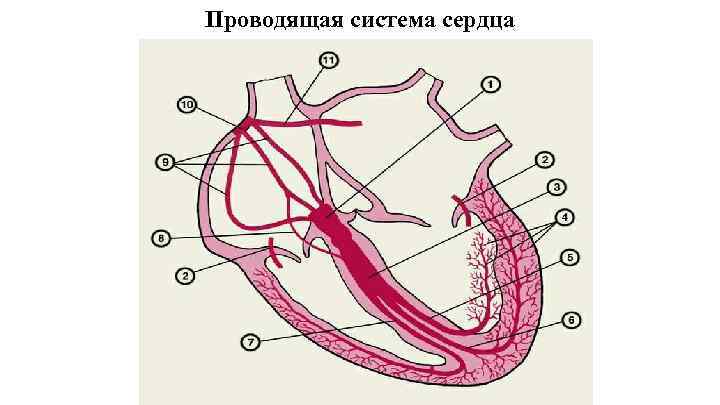 Проводящая система сердца 