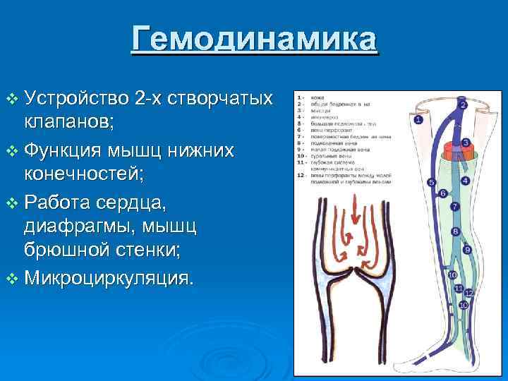 Гемодинамика v Устройство 2 -х створчатых клапанов; v Функция мышц нижних конечностей; v Работа