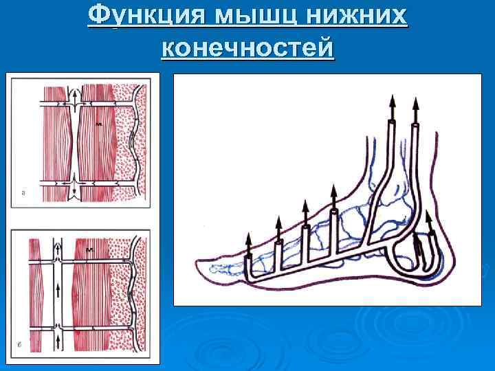Функция мышц нижних конечностей 