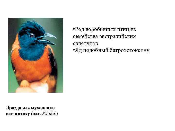  • Род воробьиных птиц из семейства австралийских свистунов • Яд подобный батрохотоксину Дроздовые