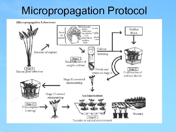 Micropropagation Protocol 