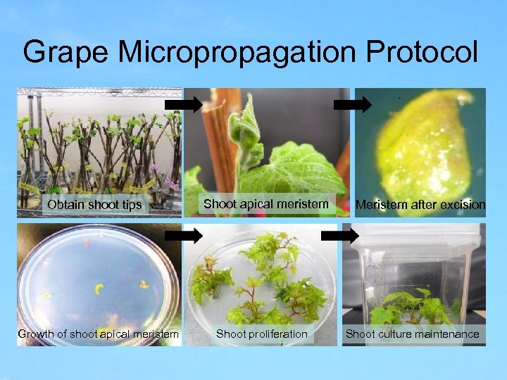 Grape Micropropagation Protocol Obtain shoot tips Growth of shoot apical meristem Shoot proliferation Meristem