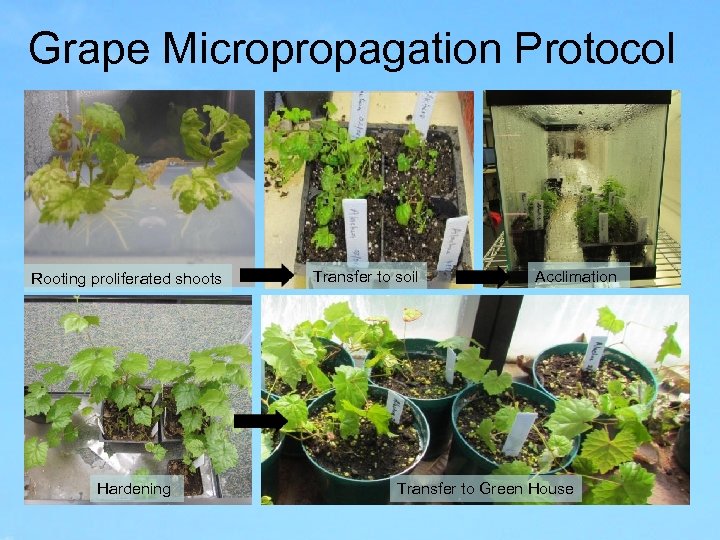 Grape Micropropagation Protocol Rooting proliferated shoots Hardening Transfer to soil Acclimation Transfer to Green