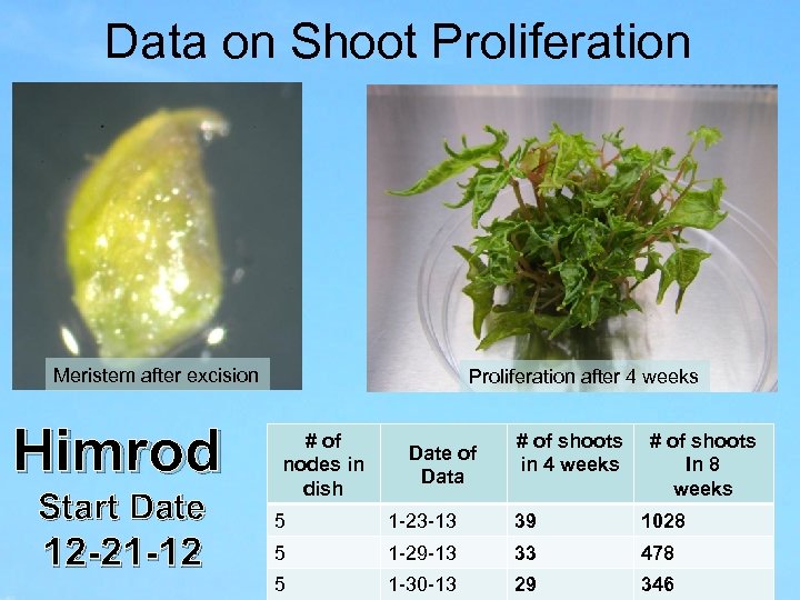 Data on Shoot Proliferation Meristem after excision Himrod Start Date 12 -21 -12 Proliferation