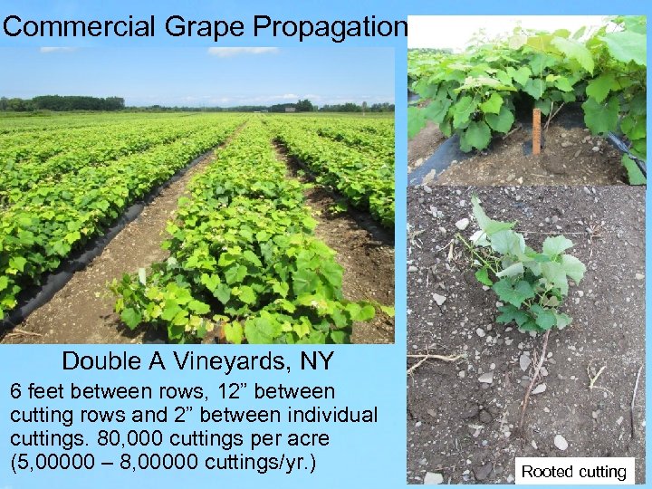 Commercial Grape Propagation Double A Vineyards, NY 6 feet between rows, 12” between cutting